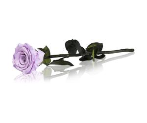 RoseAmor Lila rosa stabilizzata con gambo 30 cm 1 pz