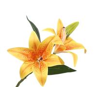 ROSEEONNE Giglio artificiale 3 teste Giglio finto Fiore artificiale Decorazioni for feste di nozze Bouquet Decorazioni for l'arte artigianale del giardino di casa(Geel)