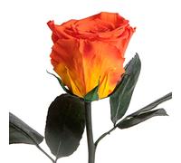 ROSEMARIE SCHULZ Heidelberg Eterna rosa arancione - rosa fiorita conservata con profumo di rosa per occasioni speciali e come regalo speciale - Rose con profumo in scatola di fiori (arancione)