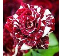 Rosen bulbi,perenni,Tagliare,resistenti al freddo(non artificiali)-1Pcs-M