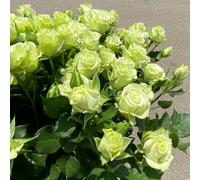 Rosen bulbi,perenni,Tagliare,resistenti al freddo(non artificiali)-2Pcs-G