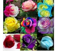 Rosen bulbi,perenni,Tagliare,resistenti al freddo(non artificiali)-4Pcs-A