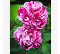 Rosen bulbi,perenni,Tagliare,resistenti al freddo(non artificiali)-4Pcs-F