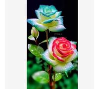 Rosen bulbi,perenni,Tagliare,resistenti al freddo(non artificiali)-5Pcs-E