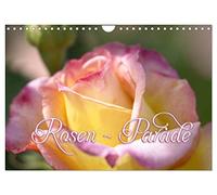 Rosen - Parade (Wandkalender 2026 DIN A4 quer), CALVENDO Monatskalender: Die Rose - Königin der Gärten - elegant und schön, wunderbar duftend, bezaubernd anzusehen.