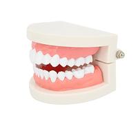 Rosenice Modellino di dentatura standard, modello di dentatura per uso didattico, typodont, strumento per dimostrazioni educative