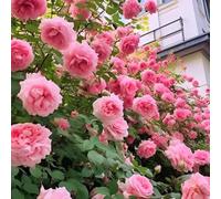 Rosensamen Hohe überlebensrate blumensamen bunte multiflora samen für garten balkone innenhöfe 100pcs
