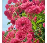 Rosensamen Hohe überlebensrate blumensamen bunte multiflora samen für garten balkone innenhöfe 200 pezzi