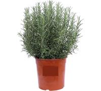 Rosmarino Eretto Piantina - 1 Pianta Aromatiche Rosmarinus officinalis | Facili da Coltivare in Vaso o Giardino | Ideali per Cucina, Bordure, Infusi e Orto Mediterraneo