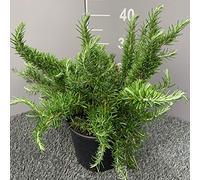 ROSMARINO PROSTRATO │ Pianta aromatica officinale in vaso Ø 18 cm