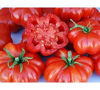 Rosso siciliana Togetta Pomodoro sementi non OGM Per la salsa e fresco (20 semi con l'inseguimento)
