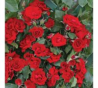 Roter Korsar®, rosa rampicante in vaso di Rose Barni®, pianta rifiorente Treillage®, altezza raggiunta fino a 3,5 metri, rifiorente e resistente con fiori a mazzetto di colore rosso sangue, Cod.20080