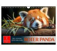 Roter Panda - die Stimme der Wildnis (Wandkalender 2027 DIN A4 quer), CALVENDO M