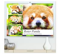 Roter Panda. Die superknuddeligen Katzenbären (hochwertiger Premium Wandkalender 2026 DIN A2 quer), Kunstdruck in Hochglanz: Die putzigen Feuerfüchse aus Asien