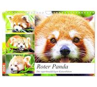 Roter Panda. Die superknuddeligen Katzenbären (Wandkalender 2026 DIN A4 quer), CALVENDO Monatskalender: Die putzigen Feuerfüchse aus Asien