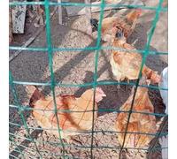 Rotolo di recinzione in filo zincato rivestito in PVC, spessore 2,2 mm, 1,2 m x 18 m, recinzione in rete metallica per giardino, fattoria, recinto per animali, barriera di sicurezza esterna