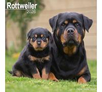 Rottweiler 2026 Calendar | Square Wall Calendar | Dog Breed Gift | Plastic Free Packaging | by Avonside Publishing