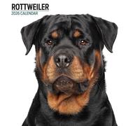 Rottweiler 2026 Calendario Moderno