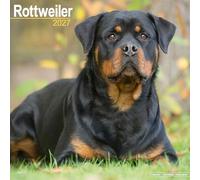Rottweiler 2027 Calendar | Square Wall Calendar | Dog Breed Gift | Plastic Free Packaging | by Avonside Publishing