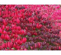 Roveto Ardente, Euonymus alatus, 60 semi (Fall Color, Hardy, Hedge)