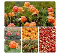 rovo camemoro - Rubus chamaemorus semi balcone resistenti tetti verdi vaso giardino ornamentali 300pcs