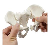 RSBFER Modello di Bacino Femminile Flessibile - Modello di Scheletro Umano con Elastico, Esemplare di Modello di Anatomia 1: 2 per insegnare l'apprendimento, Display