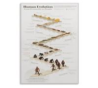 RUAJOGYNVM Biology Education Metal Tin Sign Human Evolution Stages Chart Informative Science Diagram for School Office Bedroom Decor 8 X 12