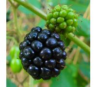 Rubus fruticosus cv. CHESTER (Thornless) - - Mora | Rovo