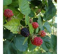 Rubus fruticosus cv. "Loch Ness" - more senza spine (Vaso 18 cm) - 50-70cm