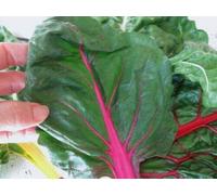 Ruby Red Swiss Chart Seeds Salads Steamed Heavy Yielding 50 Count Pack Seeds ONLY