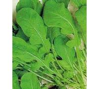 RUCOLA COLTIVATA DA ORTO GR.20
