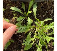 rucola - copertura del terreno antiche varietà di biologici, varietà antiche balcone rialzato con letto d'appartamento esotiche resistenti 250semi