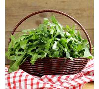 rucola, giardino esotiche Copertura del terreno resistente 600semi