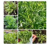 rucola - resistenti vaso giardino interno semi di orticole invernali semi di verdi resistenti giardini rocciosi 300pcs