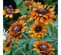 RUDBECKIA ARANCIO A CUORE NERO NR.20 SEMI