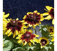 Rudbeckia balcone raro varietà antiche biologiche esotiche 750semi