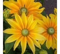 Rudbeckia Hirta 'Irish Eyes' 25 semi giallo dorato 3 piedi di altezza