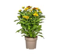 Rudbeckia Summerina - Ø 19 cm - altezza 45 - 60 cm - Cappello da sole colorato perenne con fiori giallo-arancio - Resistente - Pianta da giardino che ama il sole