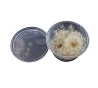 Rudiaoa Dente Leone Naturale Pressato Essiccato Floreale Decorativo Adesivi per Album Fiori Serie Piante Decalcomanie per Laptop Orecchini Tarassaco Pressato Fai da Te