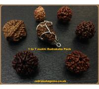 Rudraksh Rudraksha 1 2 3 4 5 6 7 Mukhi Perle Originali Premium Pacchetto Shiva