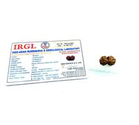 Rudraksha Java Indonesiano Collettore Perlina 8,9,10,11,12,13,14 Mukhi Viso