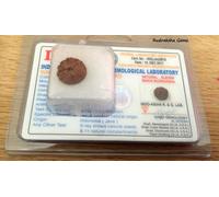 Rudraksha Java Indonesiano Collettore Perlina 8,9,10,11,12,13,14 Mukhi Viso