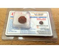 Rudraksha Java Indonesiano Collettore Perlina 8,9,10,11,12,13,14 Mukhi Viso