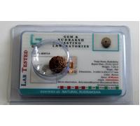 Rudraksha Java Indonesiano Perline 8,9,10,11,12,13,14 Mukhi Viso Certificato