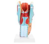 RUNROTOO Anatomico del Collo Umano per Studio Anatomico e Educazione del Paziente in PVC 2x Ingrandito Strumento Didattico per Studenti di Anatomia