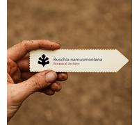 Ruschia namusmontana SEEDS - - SEMI Ruschia di Montagna Namus | Succulenta rusc
