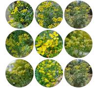 ruta - balcone primavera decorativa copertura del suolo medicinali letto elevato giardino semi tagliati semi selvatici giardino 160pcs