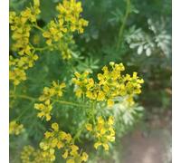 ruta ornamentali verdi balcone per Aiuole rialzate giardino semi di 250pcs