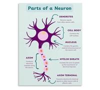 RVBLRDSE Nerve Cell Art Poster The Neuron Synapse Pathway Science Education Home Decor(Unframed,12x18inch(30x45cm))