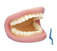 RVFM Gigante Denti Dimostrazione Modello